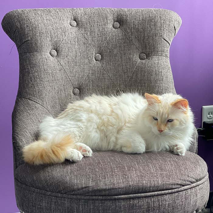 Veterinarian in Hudsonville, MI Animal Hospital