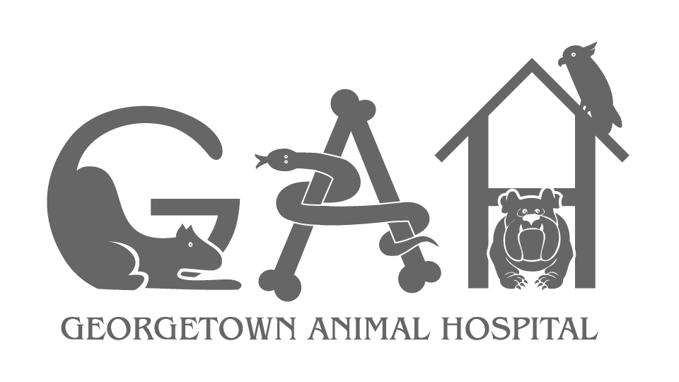 Animal Hospital in Hudsonville, MI | Georgetown Animal Hospital