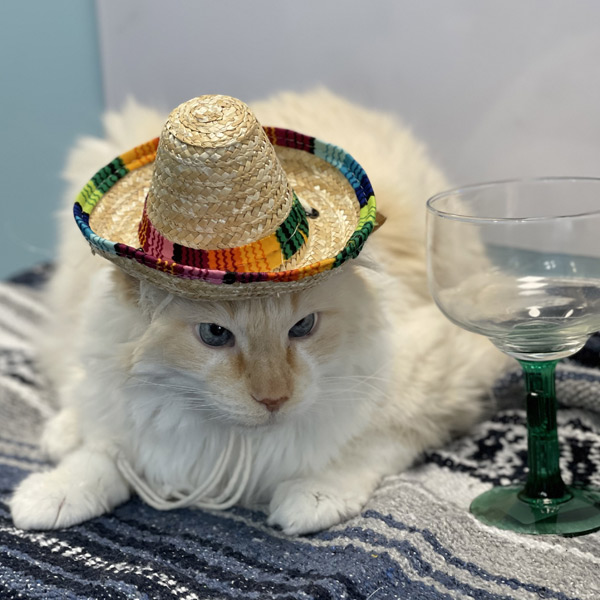 Veterinary Care in Hudsonville, MI Animal Hospital