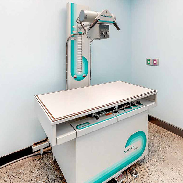 Vet in Hudsonville, MI Animal Hospital